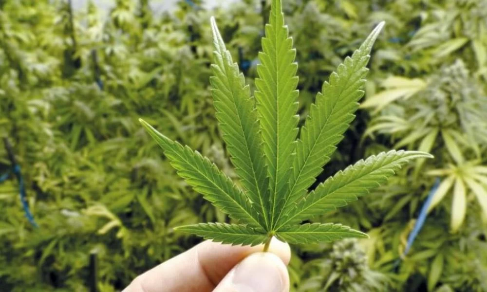 Εκλογές ΗΠΑ: Οι ψηφοφόροι σε Ουάσιγκτον και Νιου Τζέρσεϊ ψήφισαν υπέρ της αποποινικοποίησης της μαριχουάνας